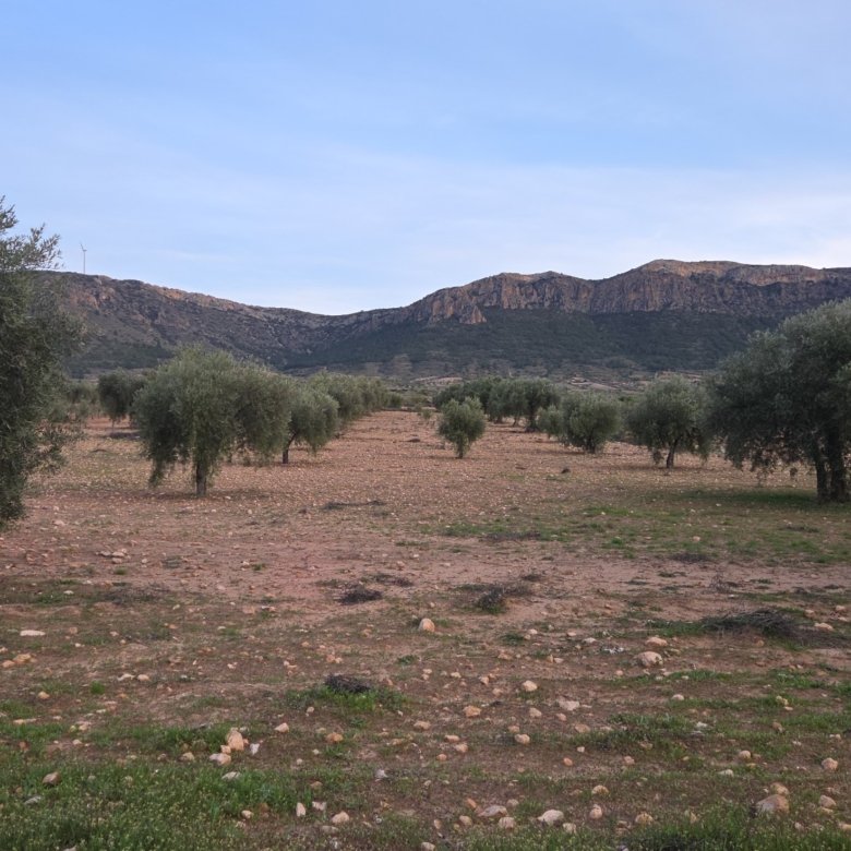 7,733 m² Land in Jumilla - Caza De Casa