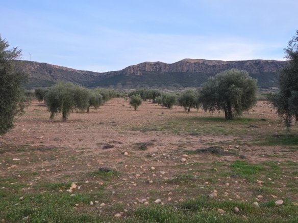 7,733 m² Land in Jumilla - Caza De Casa