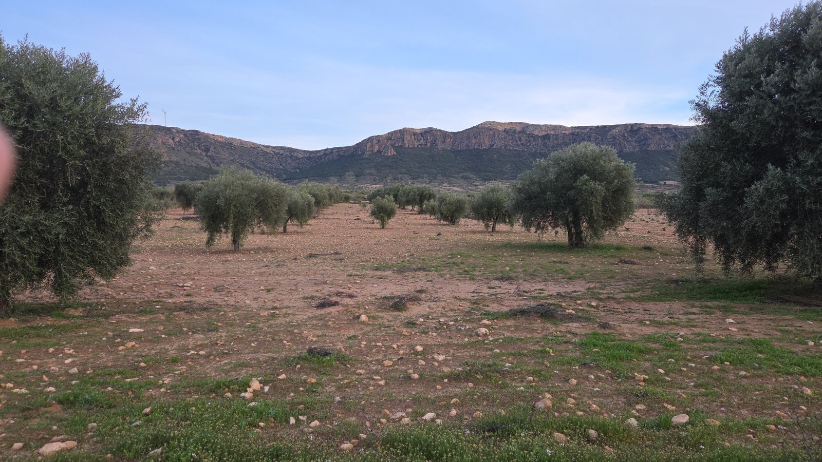 7,733 m² Land in Jumilla - Caza De Casa