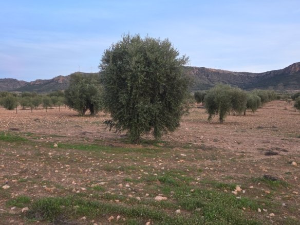 7,733 m² Land in Jumilla - Caza De Casa