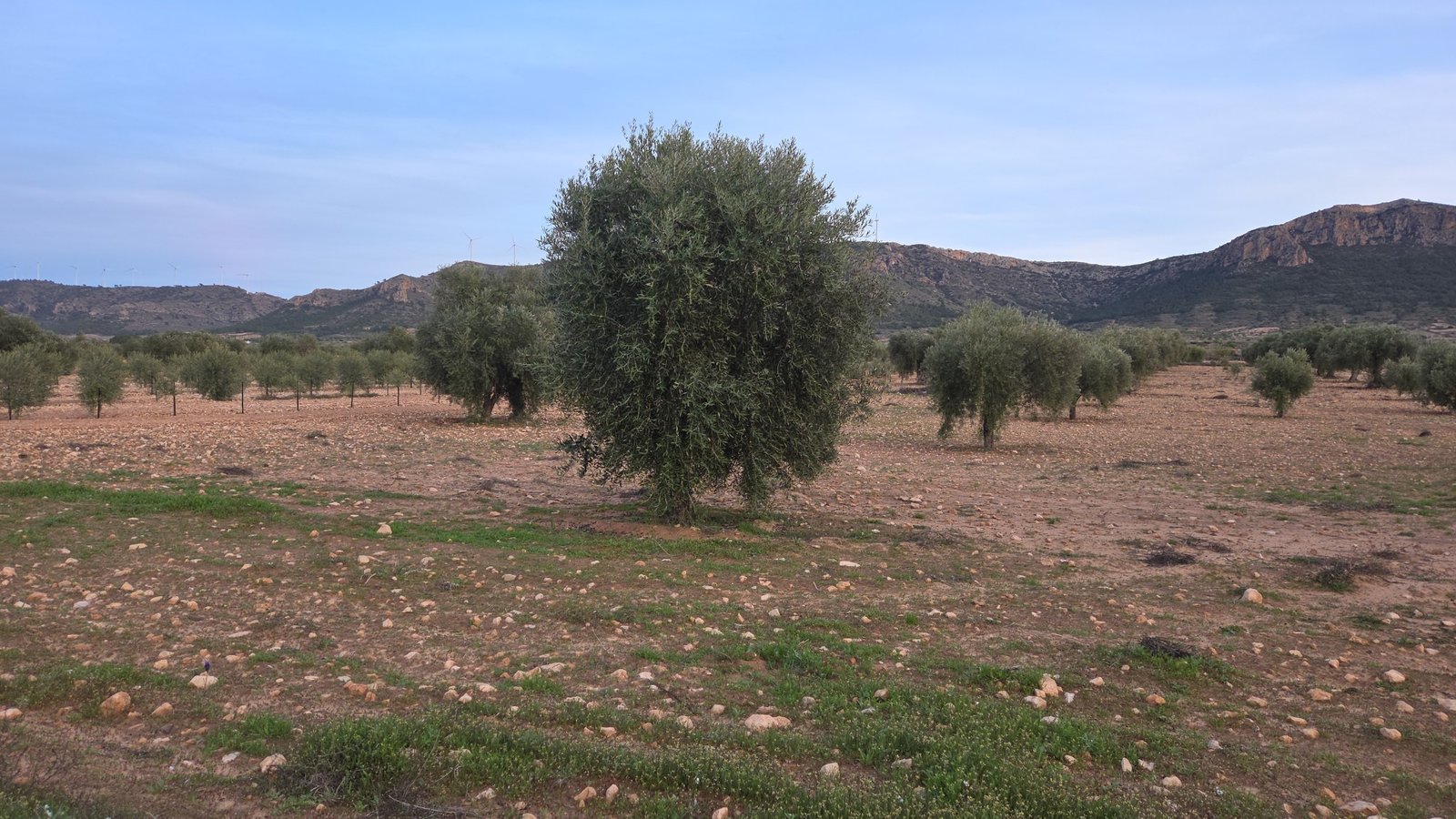 7,733 m² Land in Jumilla - Caza De Casa
