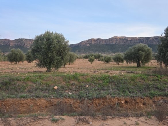 7,733 m² Land in Jumilla - Caza De Casa