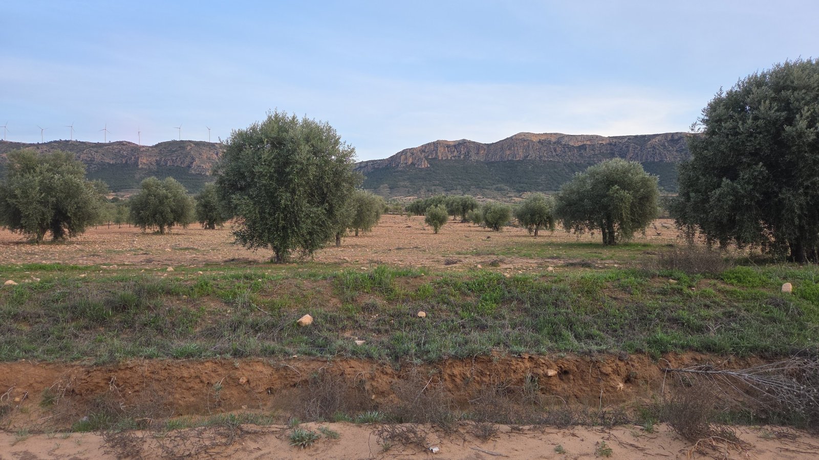 7,733 m² Land in Jumilla - Caza De Casa