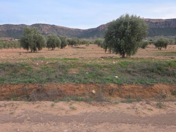 7,733 m² Land in Jumilla - Caza De Casa