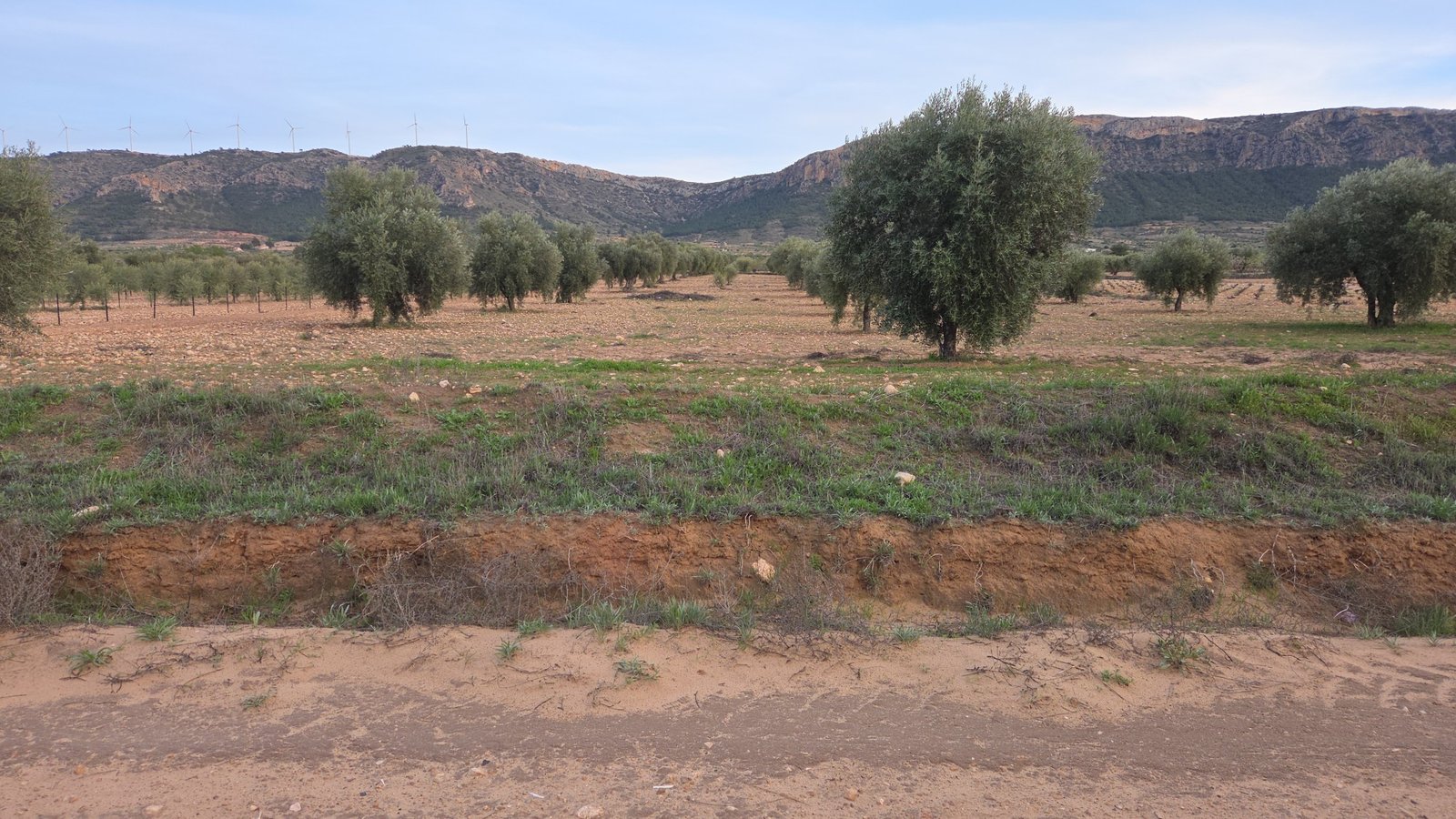 7,733 m² Land in Jumilla - Caza De Casa
