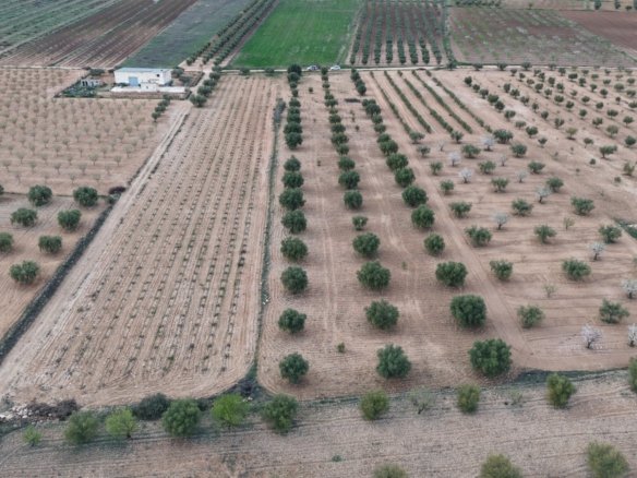 7,733 m² Land in Jumilla - Caza De Casa