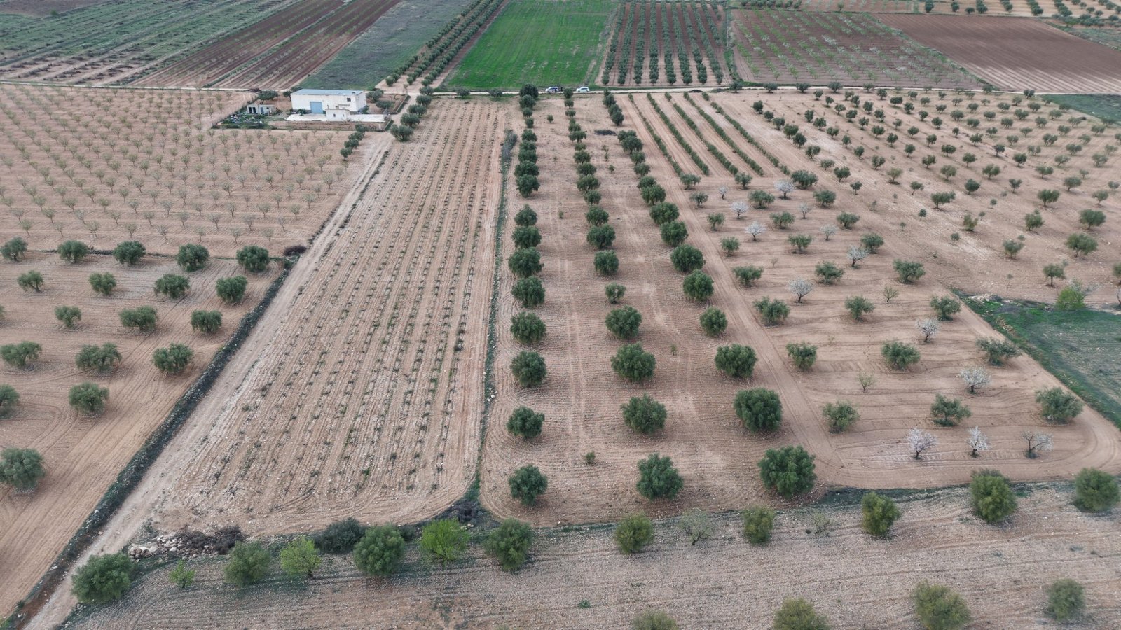 7,733 m² Land in Jumilla - Caza De Casa