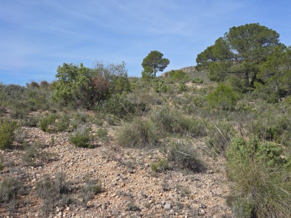 27,385 m² Land in Yecla - Caza De Casa