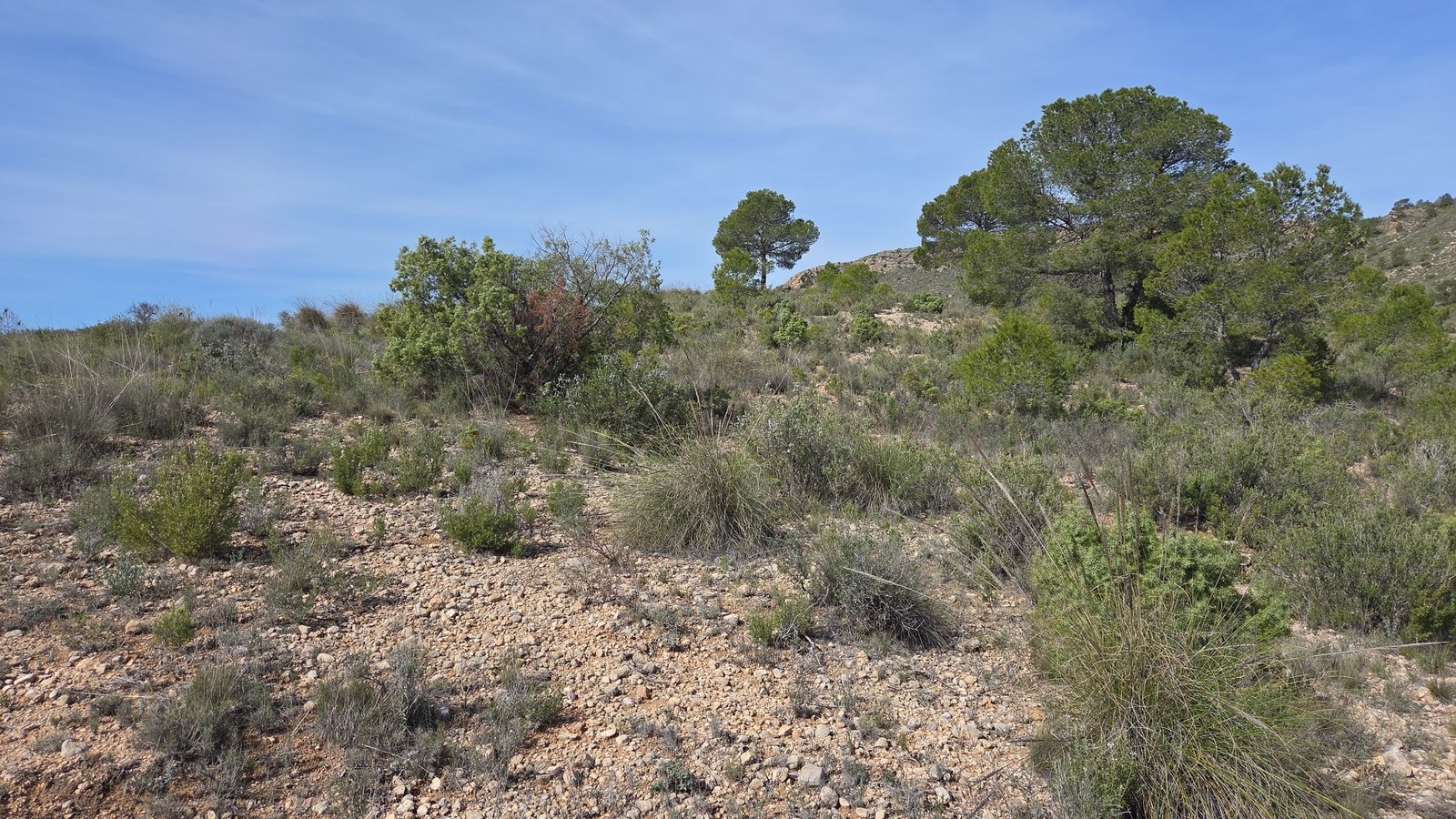 27,385 m² Land in Yecla - Caza De Casa