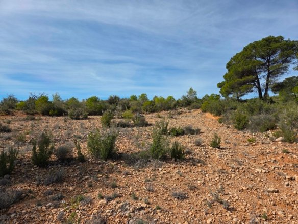 27,385 m² Land in Yecla - Caza De Casa