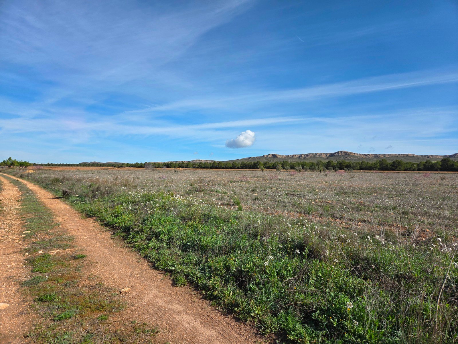 29,940 m² Land in Yecla - Caza De Casa