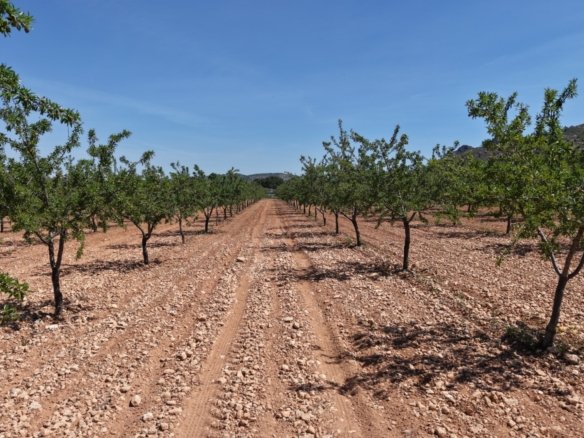 38,802 m² Land in Yecla - Caza De Casa