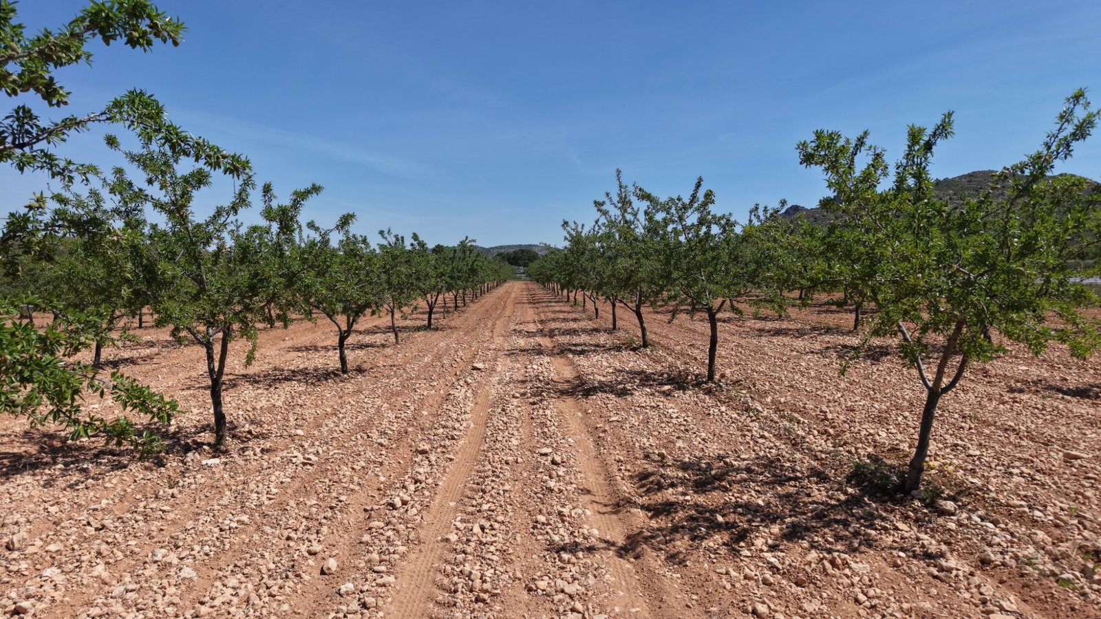 default 38,802 m² Land in Yecla - Caza De Casa