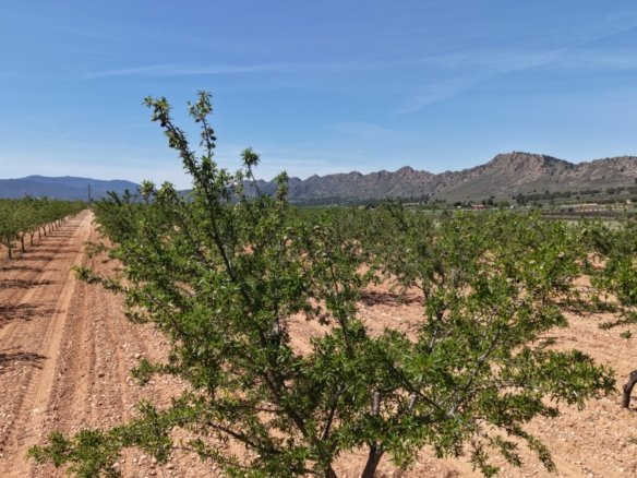 38,802 m² Land in Yecla - Caza De Casa