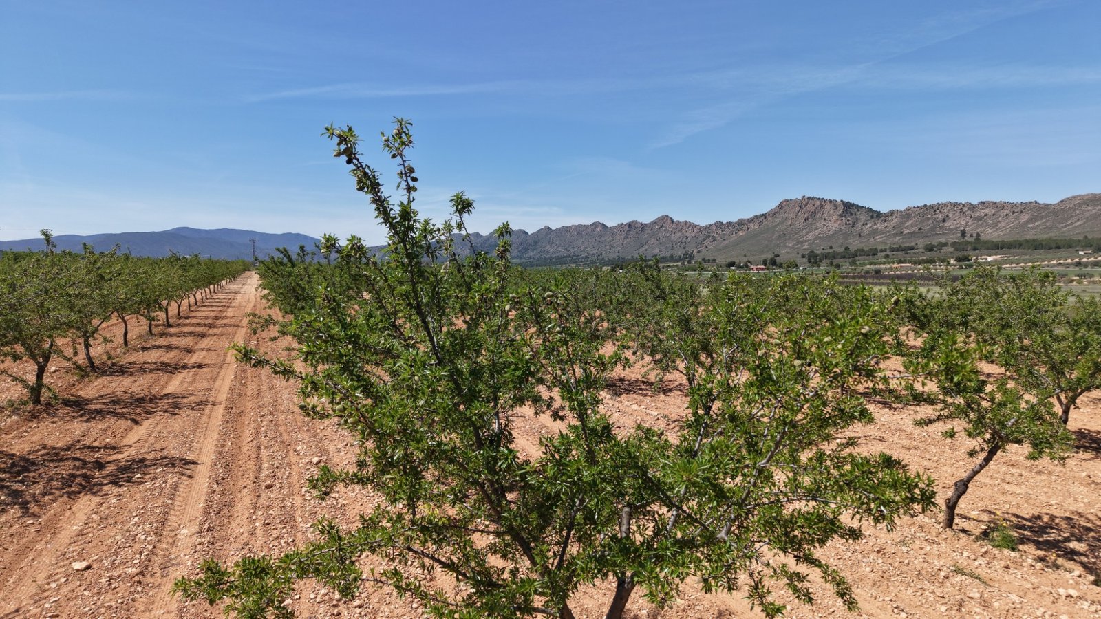 default 38,802 m² Land in Yecla - Caza De Casa