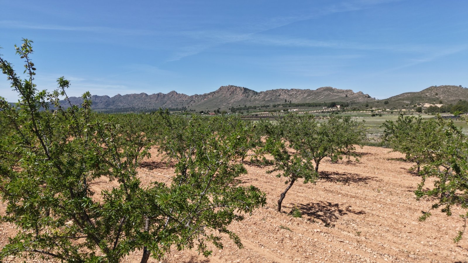 default 38,802 m² Land in Yecla - Caza De Casa