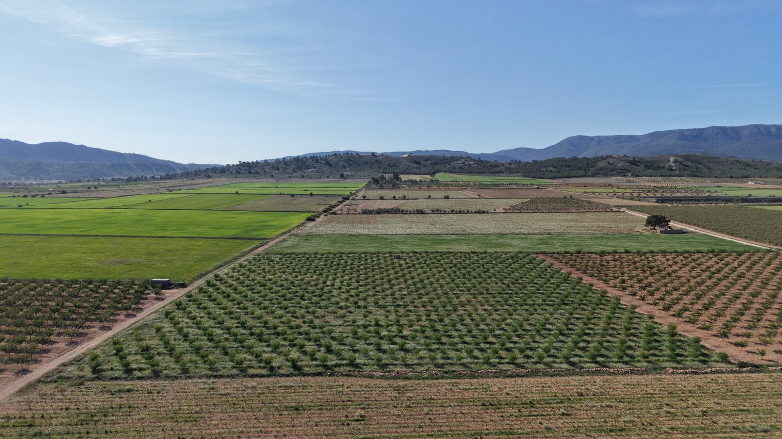 21,625 m² Land in Yecla - Caza De Casa