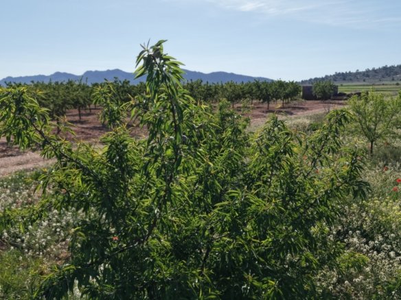 21,625 m² Land in Yecla - Caza De Casa