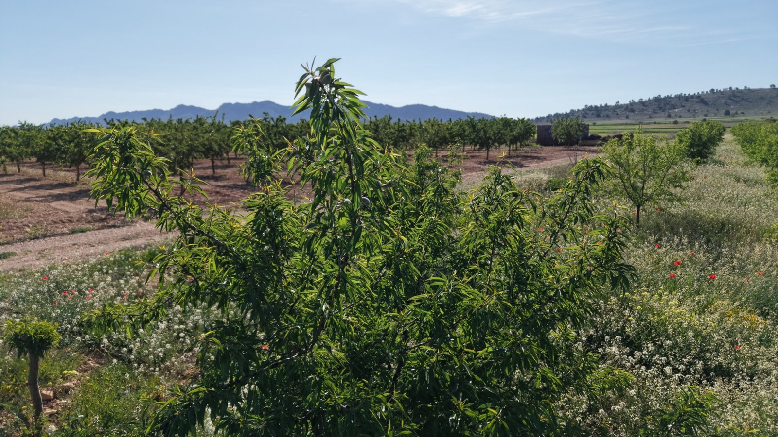 21,625 m² Land in Yecla - Caza De Casa