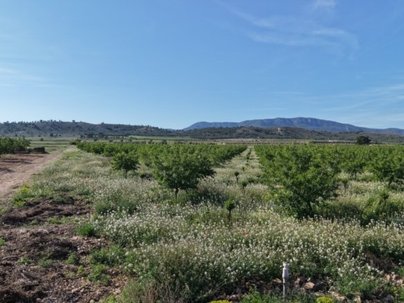21,625 m² Land in Yecla - Caza De Casa