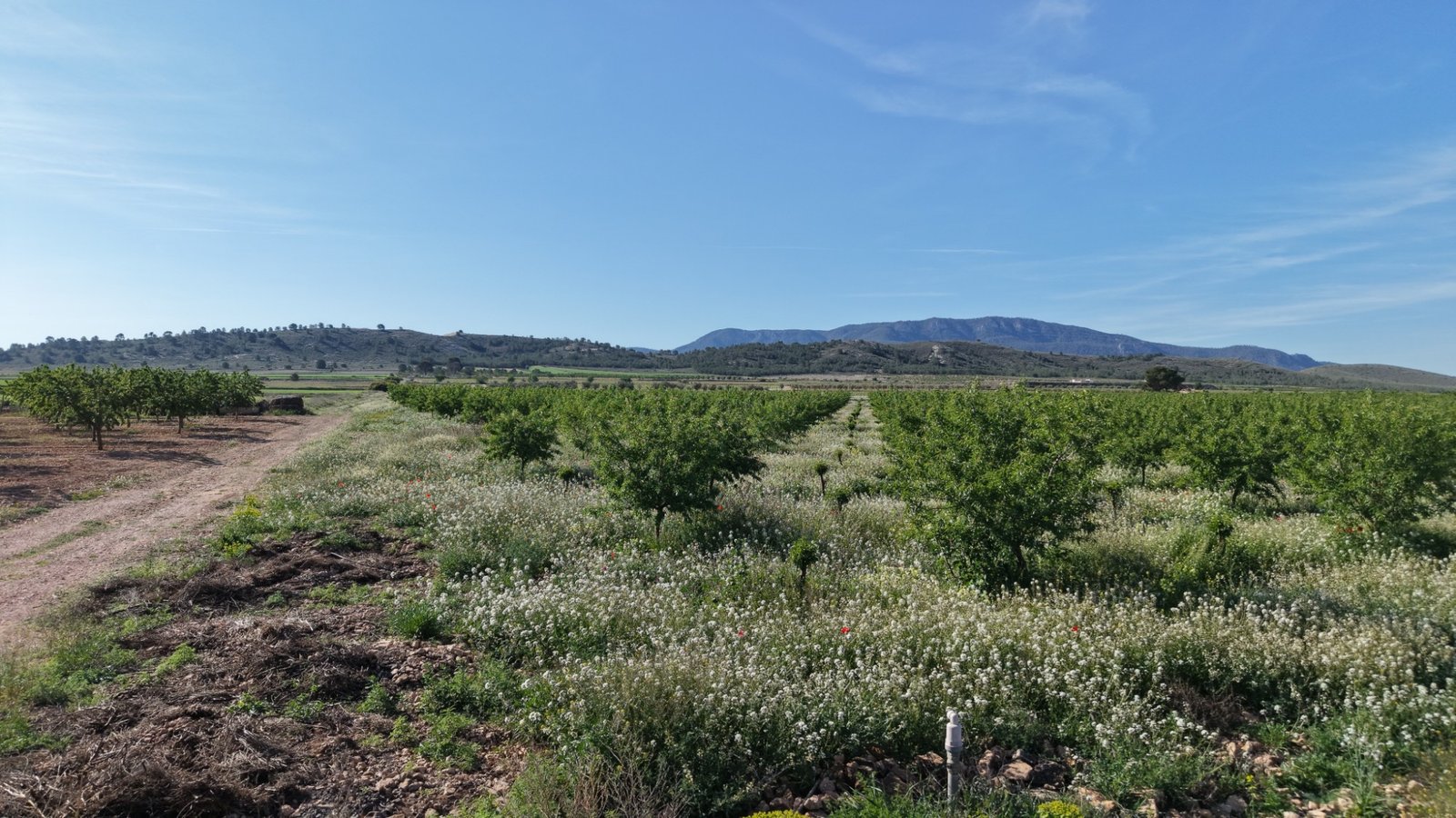 21,625 m² Land in Yecla - Caza De Casa
