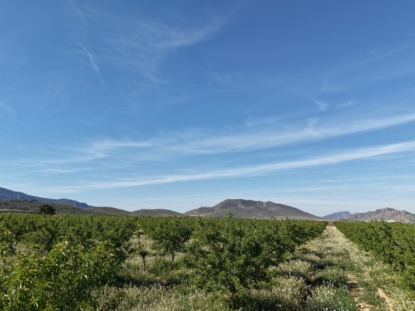 21,625 m² Land in Yecla - Caza De Casa
