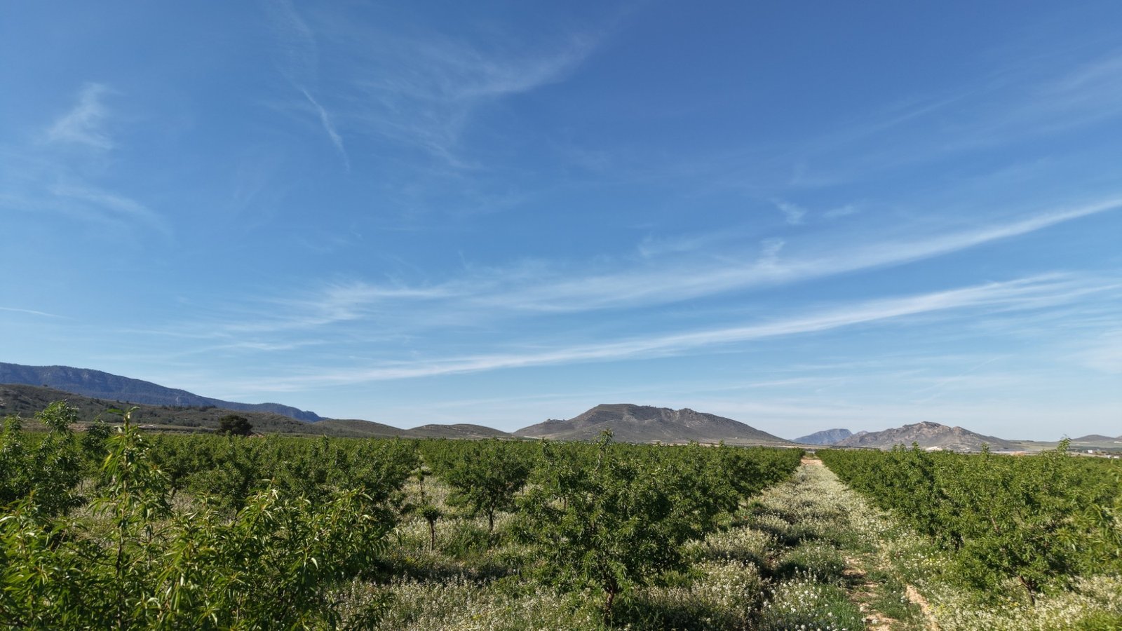 21,625 m² Land in Yecla - Caza De Casa