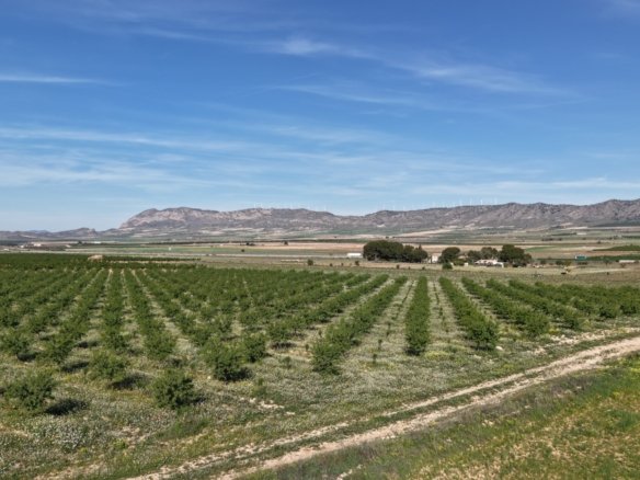 21,625 m² Land in Yecla - Caza De Casa