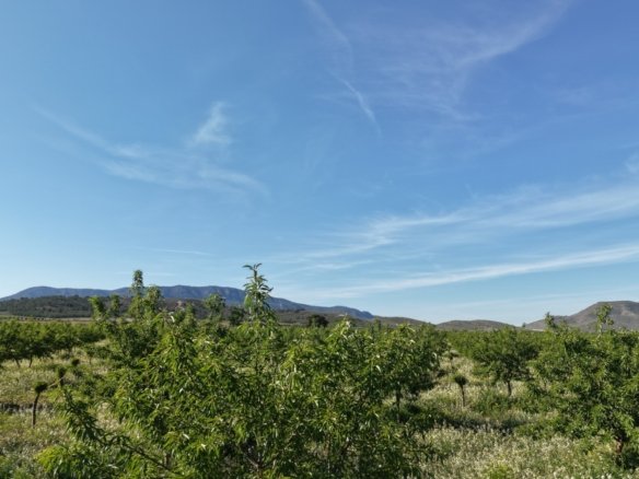 21,625 m² Land in Yecla - Caza De Casa