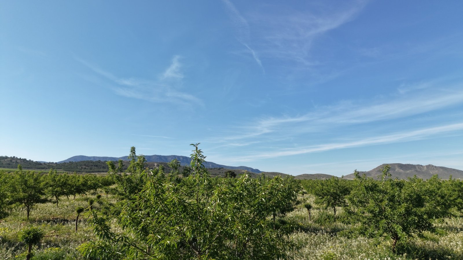 21,625 m² Land in Yecla - Caza De Casa