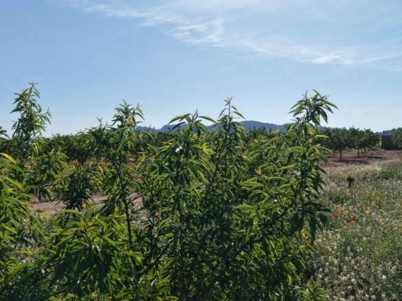 21,625 m² Land in Yecla - Caza De Casa