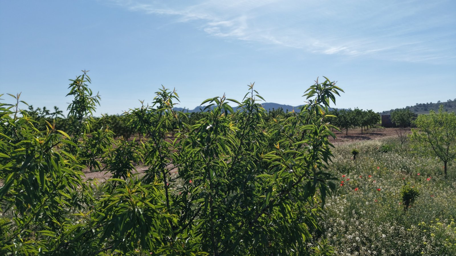 21,625 m² Land in Yecla - Caza De Casa