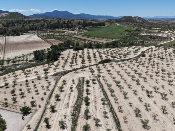 17,589 m² Land in Pinoso - Caza De Casa