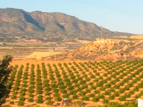 19,000 m² Land in Torre Pacheco - Caza De Casa