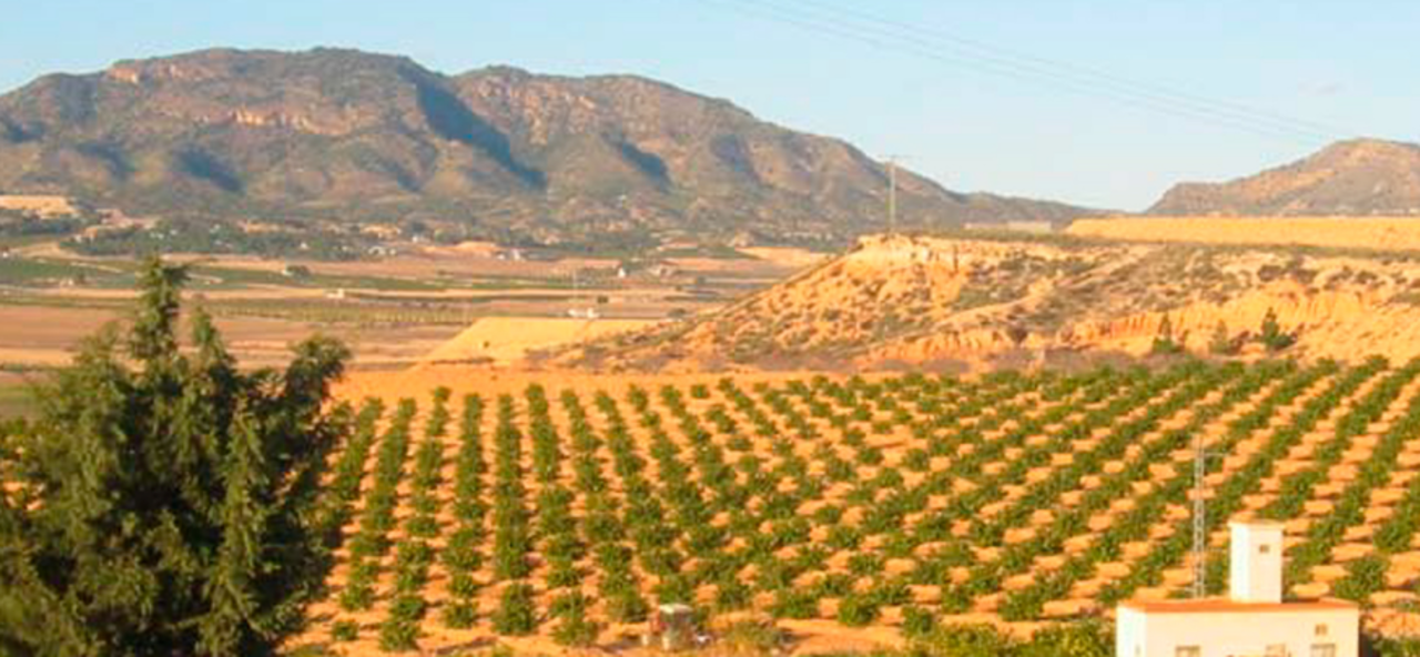 19,000 m² Land in Torre Pacheco - Caza De Casa