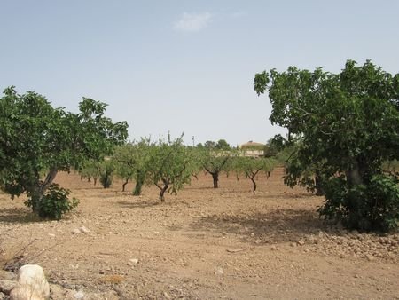 55,000 m² Land in Murcia - Caza De Casa