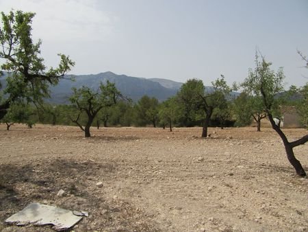 55,000 m² Land in Murcia - Caza De Casa
