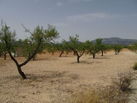 55,000 m² Land in Murcia - Caza De Casa