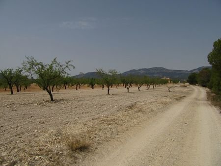 55,000 m² Land in Murcia - Caza De Casa