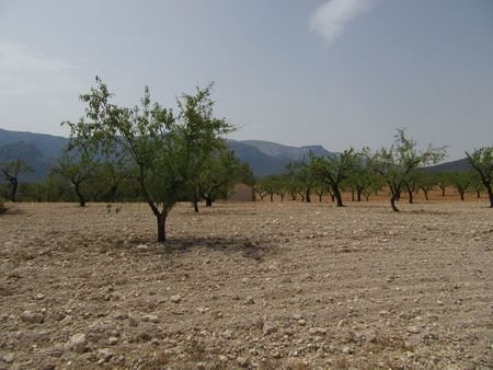 55,000 m² Land in Murcia - Caza De Casa
