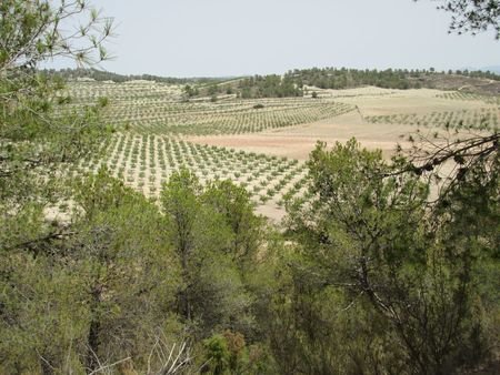 55,000 m² Land in Murcia - Caza De Casa