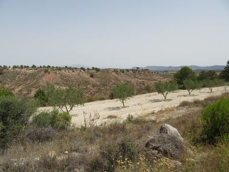 55,000 m² Land in Murcia - Caza De Casa