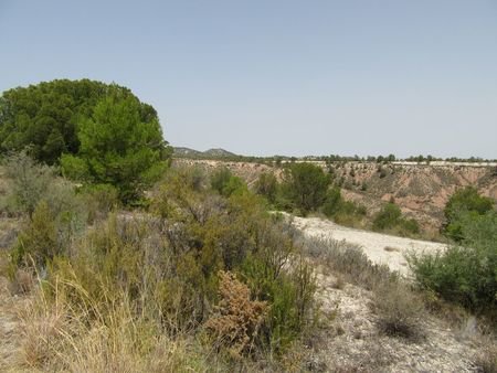 55,000 m² Land in Murcia - Caza De Casa