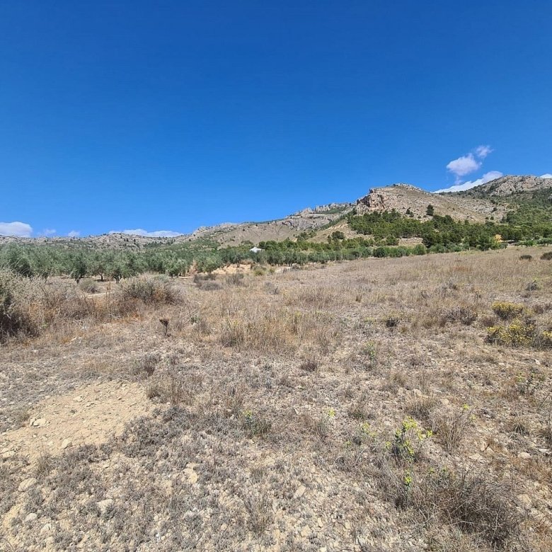 16,200 m² Land in Sax - Caza De Casa