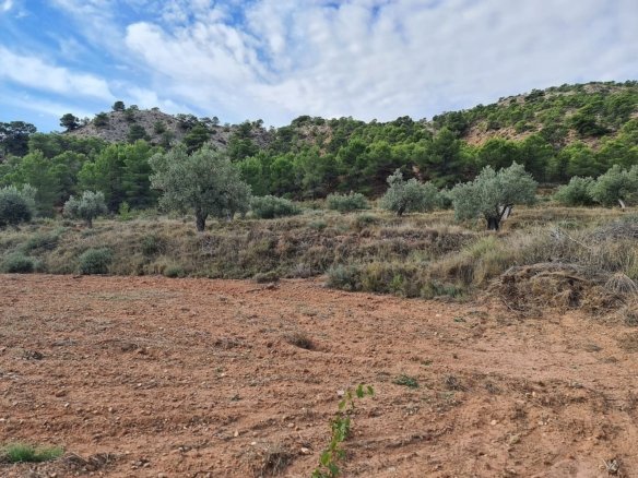 20,343 m² Land in Pinoso - Caza De Casa