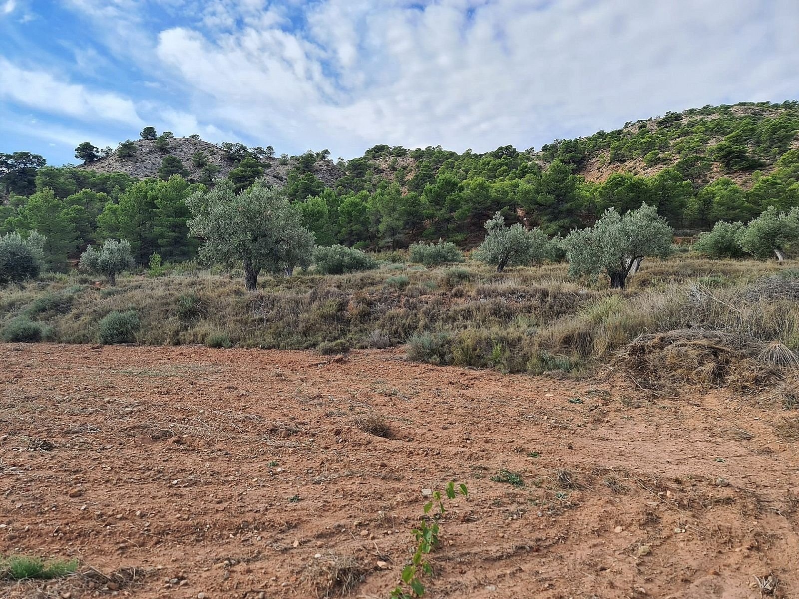 20,343 m² Land in Pinoso - Caza De Casa