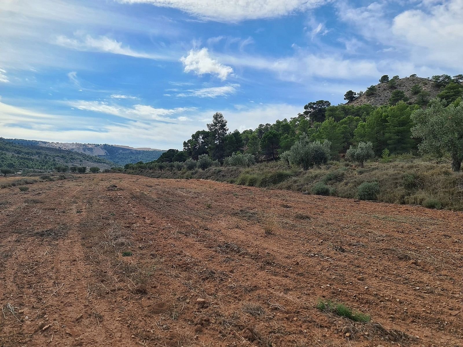 20,343 m² Land in Pinoso - Caza De Casa