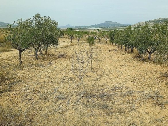 15,128 m² Land in Monovar - Caza De Casa