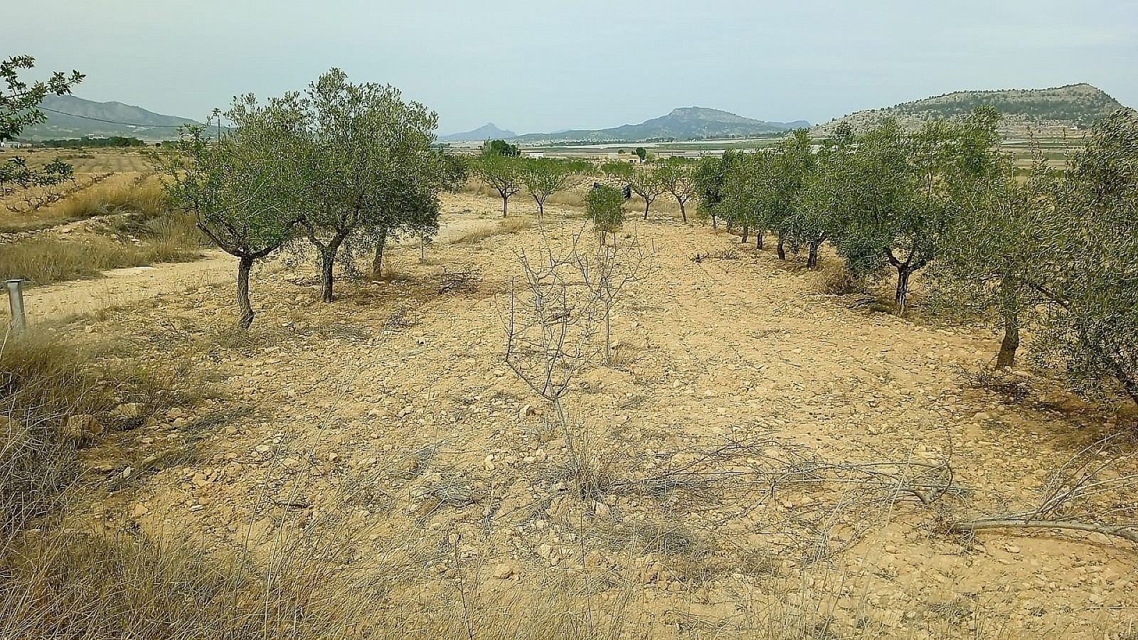 15,128 m² Land in Monovar - Caza De Casa