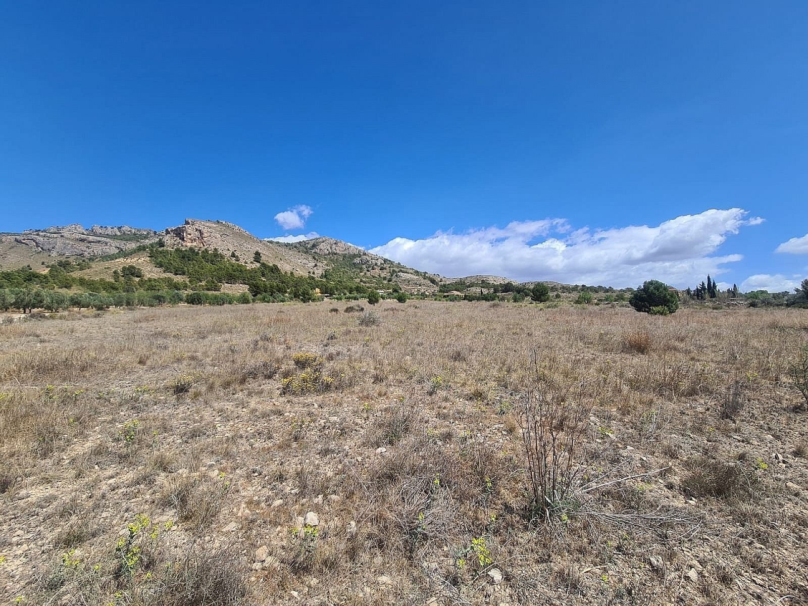 16,200 m² Land in Sax - Caza De Casa